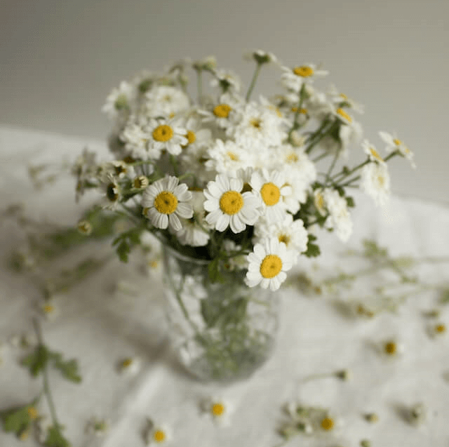 camomille